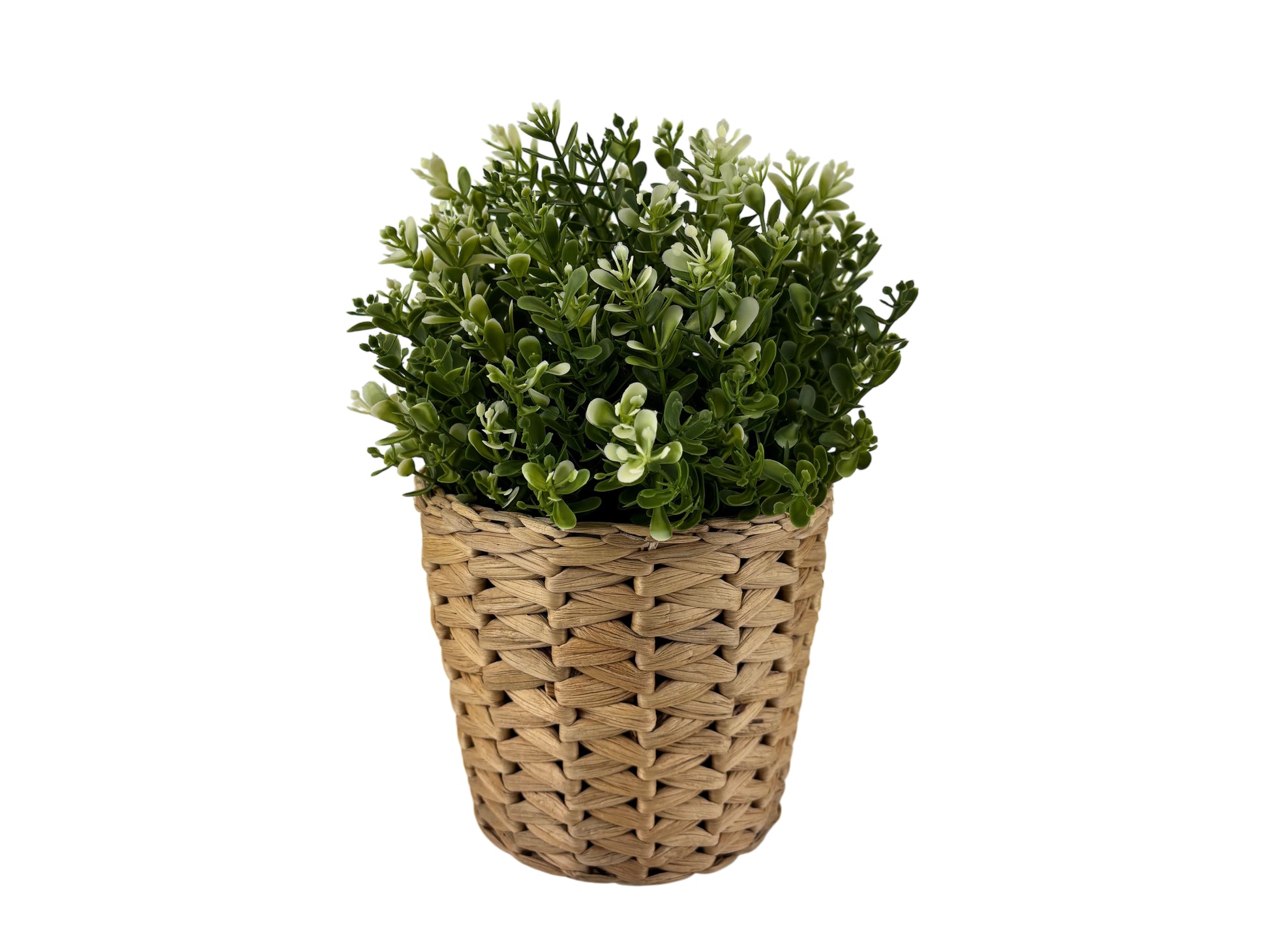 Tischpflanze im Rattantopf mit buschigem Grün und Knospen