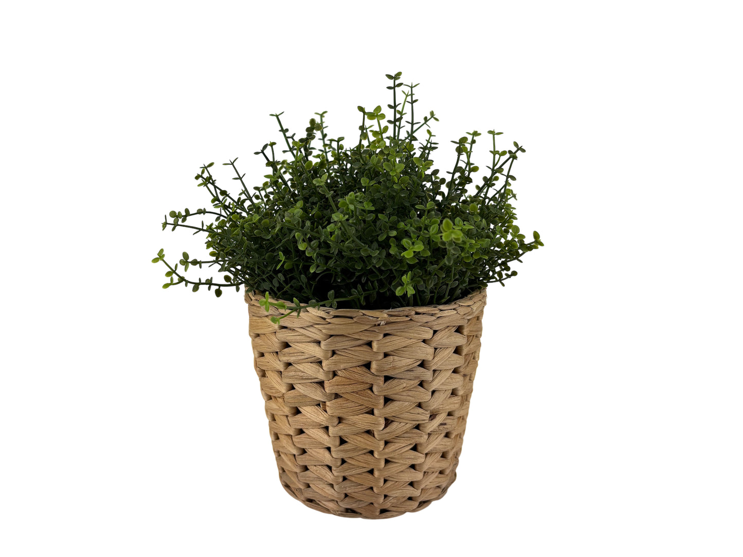 Tischpflanze im Rattantopf mit feinem Blattwerk