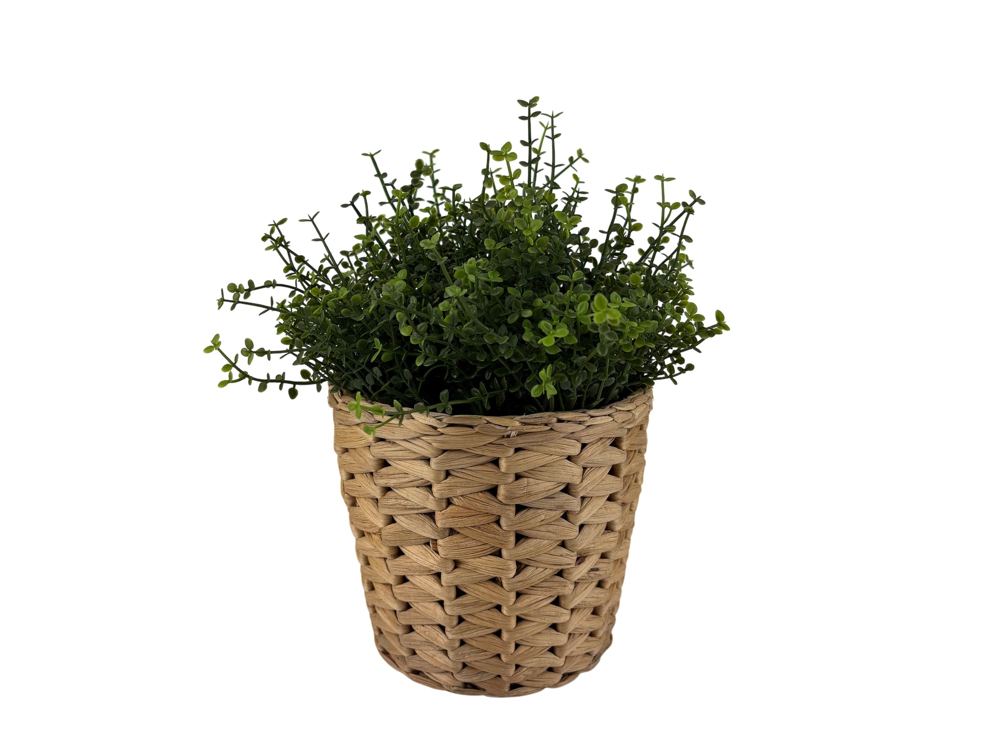 Tischpflanze im Rattantopf mit feinem Blattwerk