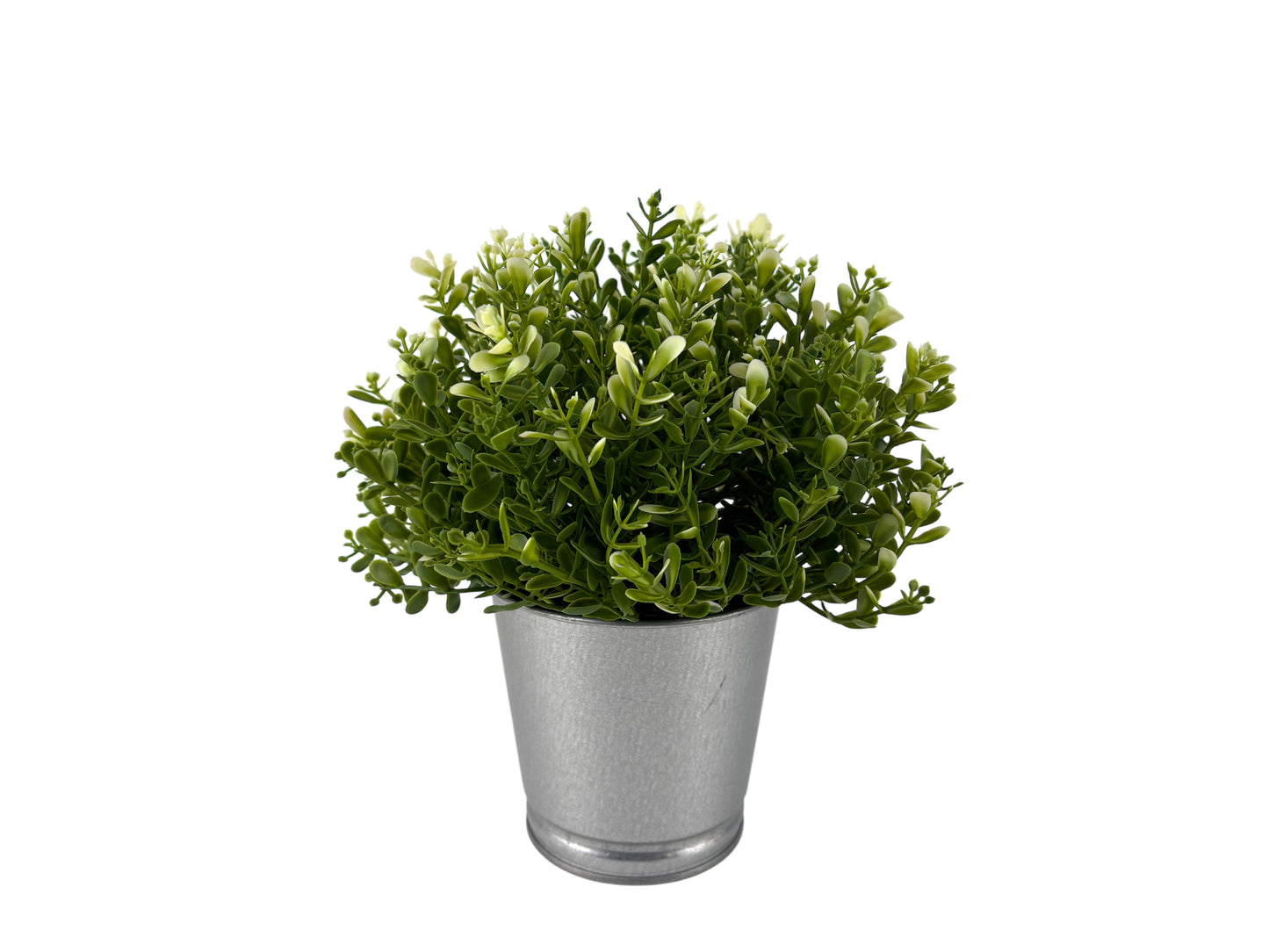 Tischpflanze im Zinktopf mit buschigem Grün und Knospen