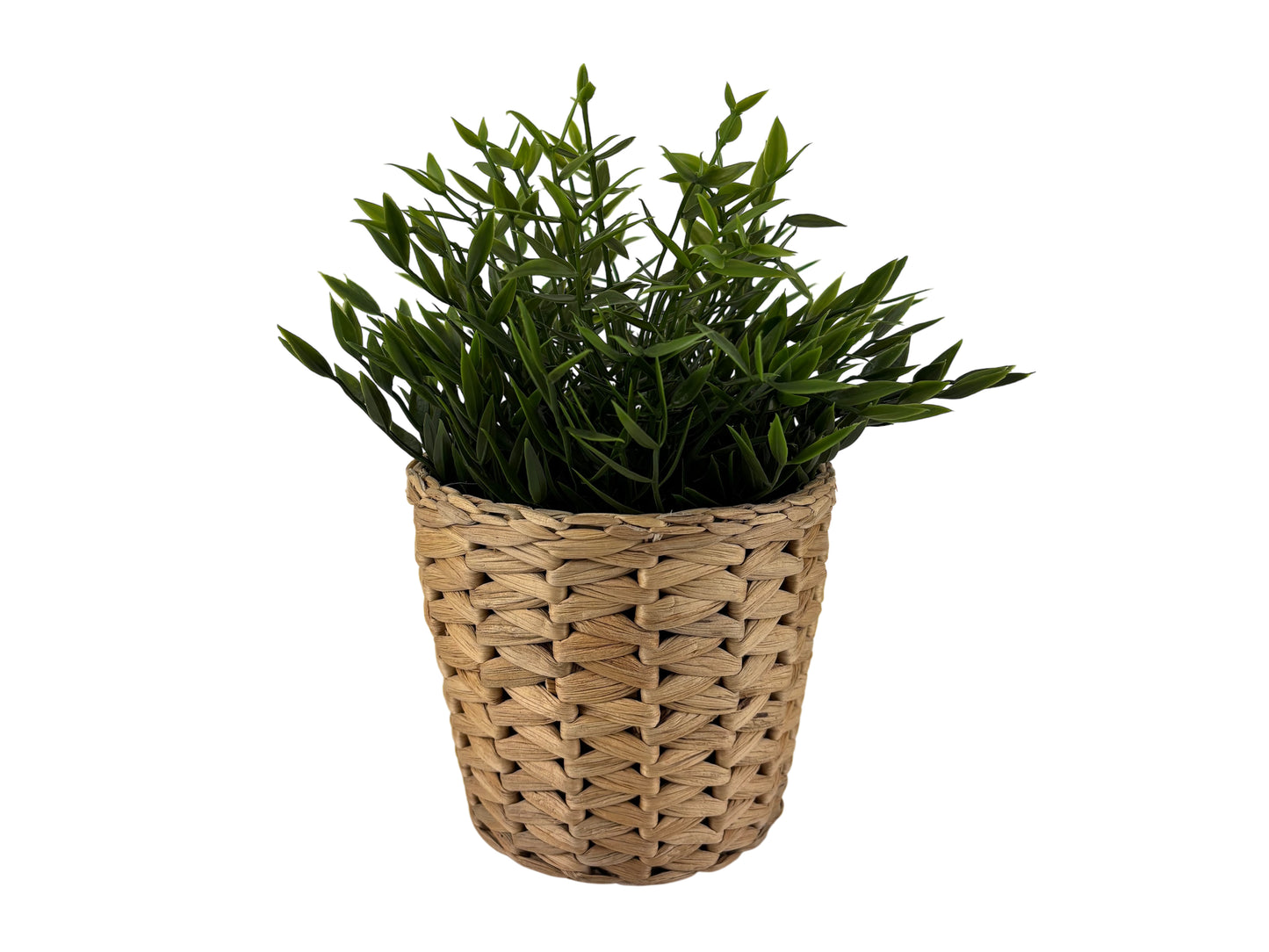 Tischpflanze im Rattantopf mit schmalen Blättern