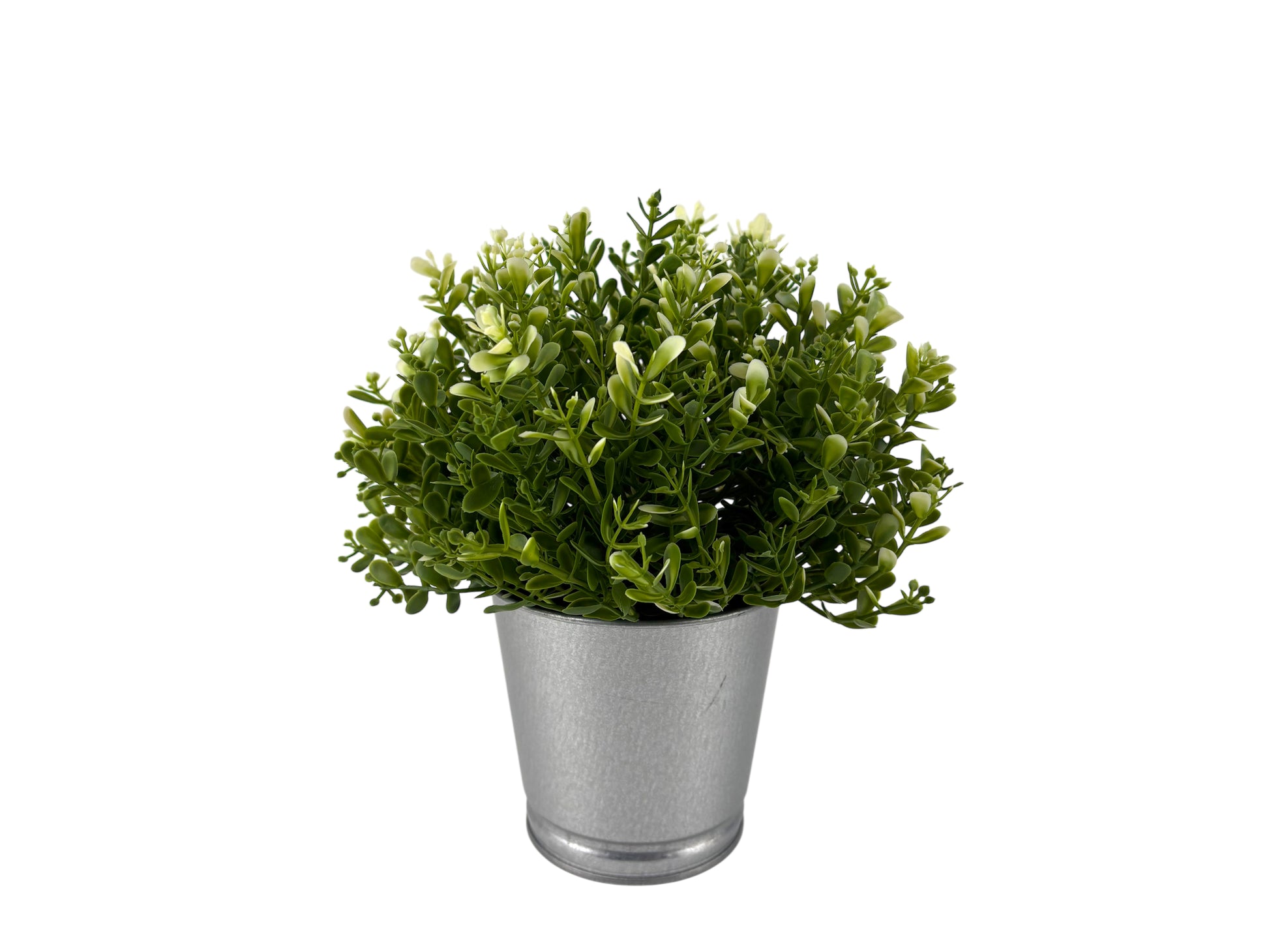 Tischpflanze im Zinktopf mit buschigem Grün und Knospen