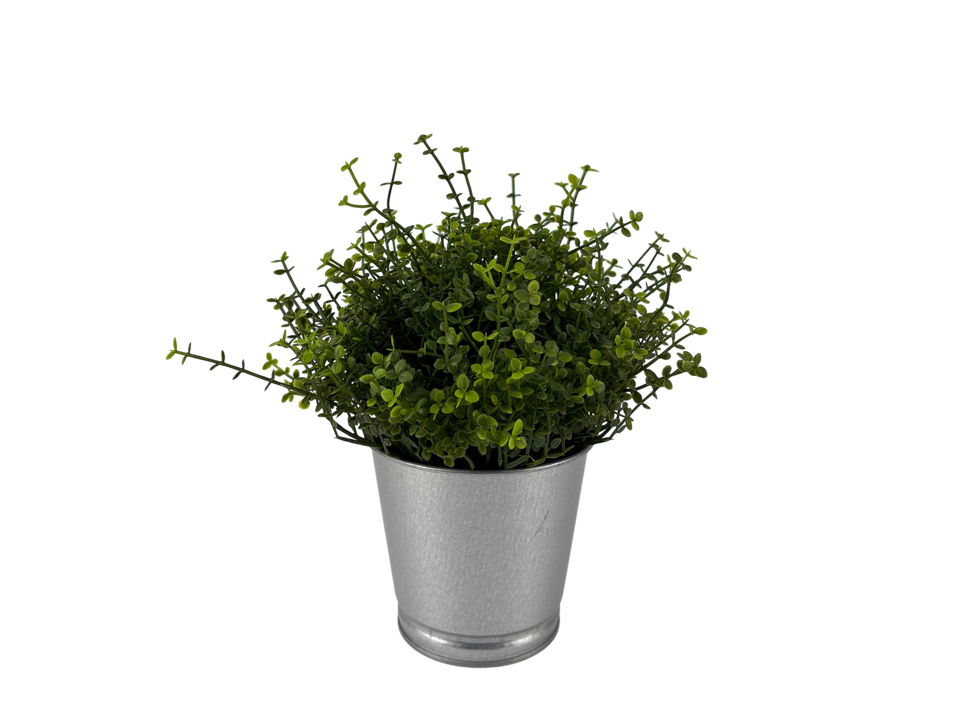 Tischpflanze im Zinktopf mit feinem Blattwerk